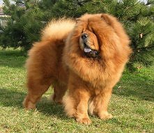 chow chow