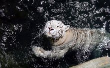 White Tiger