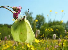 zielonkawy motylek