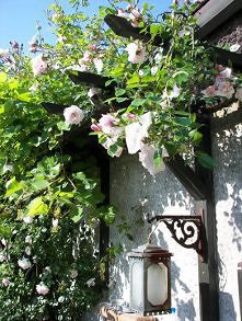 ogród ponad głową..