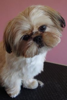 Kaja Shih Tzu. Sweeet