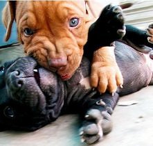 Pitbullki