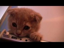 Worlds cutest Kitten Learns Valuable Lesson. (Talking Cat)