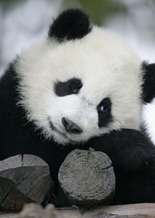 panda