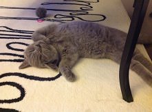 najbardziej na świecie kocham mojego kota :)