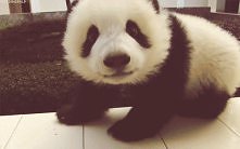 pandaaa ! <3 ..