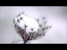 Silver Swans - Best Friend In Love (Bachelors Of Science Remix)