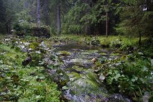 Gdy wchodzisz w las stajesz się drzewem...