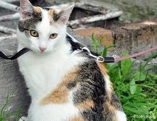 Paris ze Śląska do adopcji