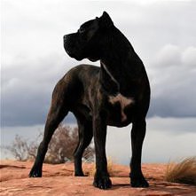 Cane corso