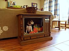 piesiu też chce tv na własność