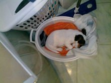 ...i szukaj sobie psa po do...