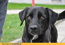 Pies Ideał z Łodzi do adopcji
