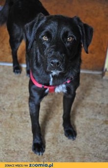 Pies Ideał z Łodzi do adopcji
