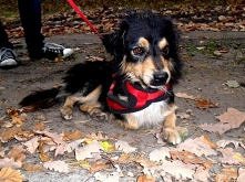 Henio z Łodzi do adopcji