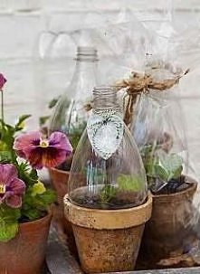 świetny pomysł na mini szklarnie