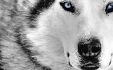 husky ♥