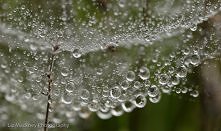 pajęczyna deszczowa