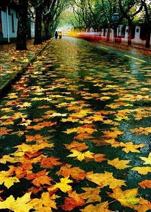 jesienna, deszczowa ulica