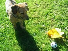 piłka i liść... jest na dcz...