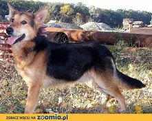 Purcel z Kalisza do adopcji
