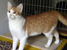 Julek z Poznania do adopcji