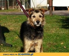Zgredek z Olsztyna do adopcji