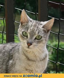 Figa ze Szczecina do adopcji