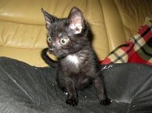 Timonek z Sosnowca do adopcji