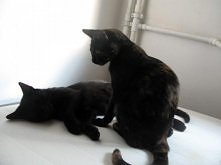 Koty z Warszawy do adopcji