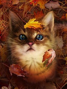 Cute Autumn Kitten - Gorgeo...
