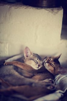 Sleeping cats are so cute