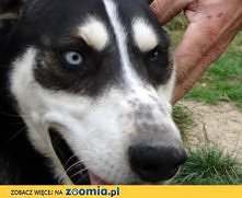 Lupus z Kalisza do adopcji