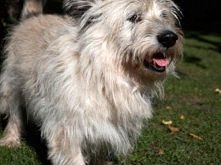 Dexter z Krakowa do adopcji