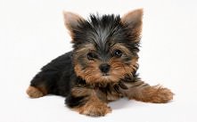 kiedyś miałam takiego...:)