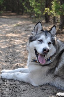 alascan_malamute