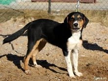 Fanta z Olsztyna do adopcji