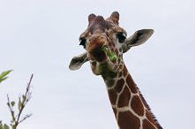 wygląda jakby była zniesmac...