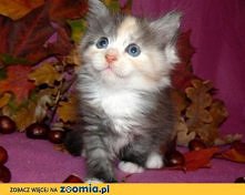 Kocięta syberyjskie