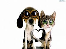 Kochajcie zwierzaki!