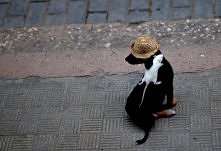 Negro i biała myszka :)