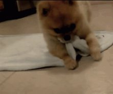 małe puszyste..słodkie! :D