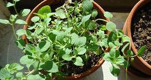 oregano