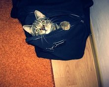 Każdy ma swojej miejsce do spania. A gdzie śpią wasze pupile? :)