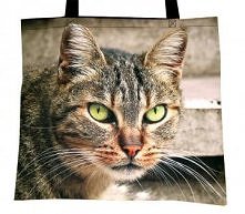 XXXL rzymski kot z Largo di Torre Argentina