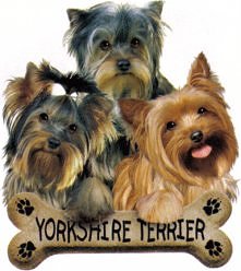 yorkixD