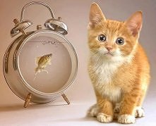 Mam swoją złotą rybkę :-)