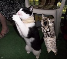 i ześlij nam kilka myszek