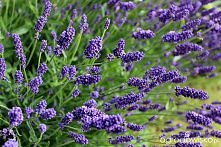 Niesamowity odcień kwiatów lawendy