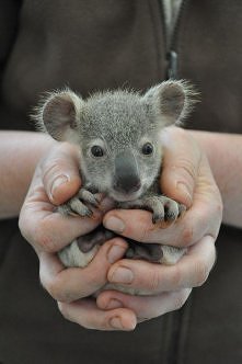 koala